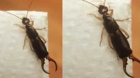 πώς-να-απαλλαγείτε-με-ένα-απλό-υλικό-απ-224028