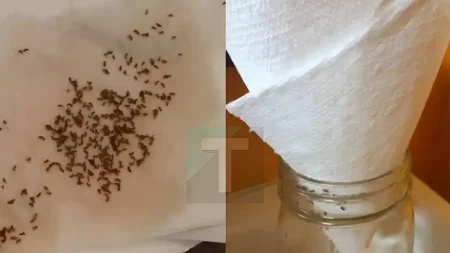 πείτε-αντίο-στις-σκνίπες-και-τα-μυγάκι-222595