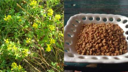 το-αρχαίο-ελληνικό-βότανο-που-τρώνε-μα-220484