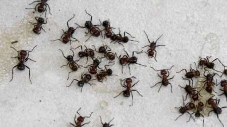 το-μυστικό-της-γιαγιάς-ένα-απλό-κόλπο-γ-222897