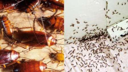 κουνούπια-κατσαρίδες-και-μυρμήγκια-τ-221493