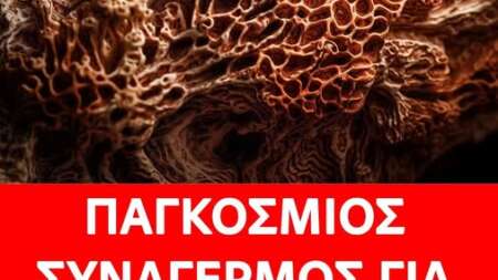 ανησυχία-για-θανατηφόρους-μύκητες-τ-223899