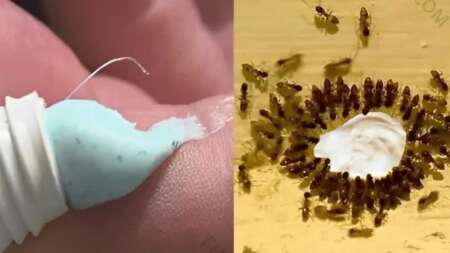 εξαφανίστε-κατσαρίδες-ποντίκια-και-μ-222819