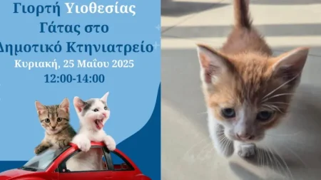 γιορτή-υιοθεσίας-γάτας-στο-δημοτικό-κ-223029