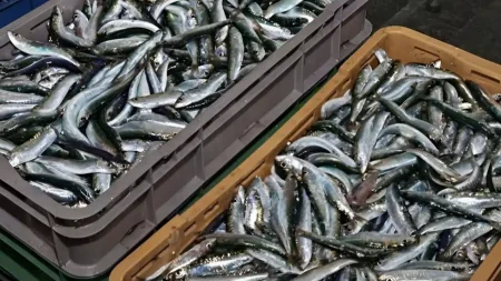 το-πιο-υγιεινό-ψάρι-που-όλοι-πρέπει-να-τ-221806