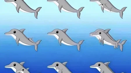 πόσα-δελφίνια-υπάρχουν-σε-αυτή-την-εικ-221998