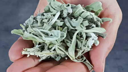 το-αγαπημένο-φυτό-της-γιαγιάς-μου-είχε-223075