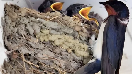 ένα-χελιδόνι-έχει-φτιάξει-τη-φωλιά-του-222774