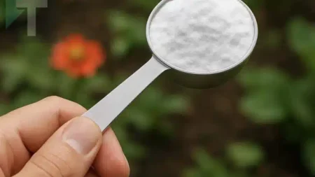 βάλτε-μαγειρική-σόδα-στον-κήπο-σας-δεί-223615