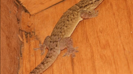 γιατί-δεν-πρέπει-ποτέ-να-διώχνεις-αυτό-223060