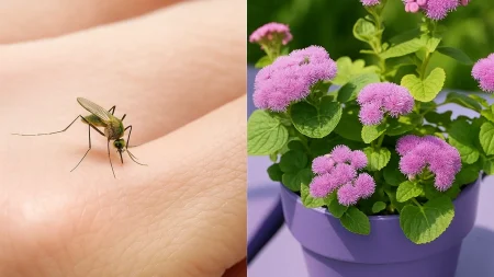 τα-αντικουνουπικά-της-φύσης-10-φυτά-για-227631