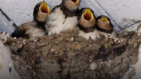 όταν-τα-χελιδόνια-χτίζουν-φωλιά-στο-σπ-227962