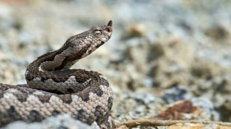 έπαιζε-στην-γειτονιά-τον-δάγκωσε-οχιά-228578