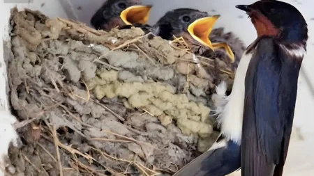 ένα-χελιδόνι-έχει-φτιάξει-τη-φωλιά-του-227998