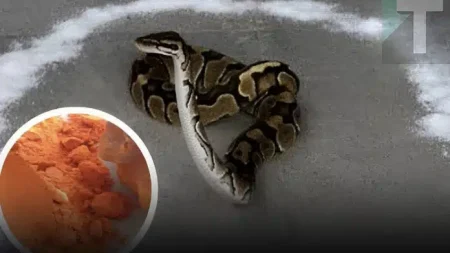 αν-ένα-φίδι-μπει-στο-σπίτι-σας-ρίξτε-αυ-226681