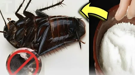 οι-κατσαρίδες-και-τα-ποντίκια-φοβούντ-227847