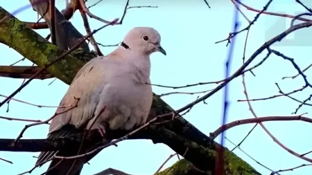 δεκαοχτούρα-κοντά-στο-σπίτι-η-πνευματ-230280