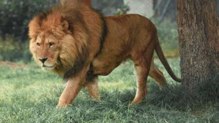 σοκ-στον-ζωολογικο-κηπο-λιονταρι-κατα-230024