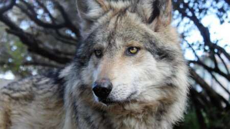 το-πρώτο-ζώο-που-βλέπετε-σε-αυτή-την-εικ-230840