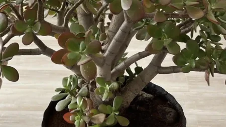 πολλοί-άνθρωποι-καλλιεργούν-το-λεφτό-232155