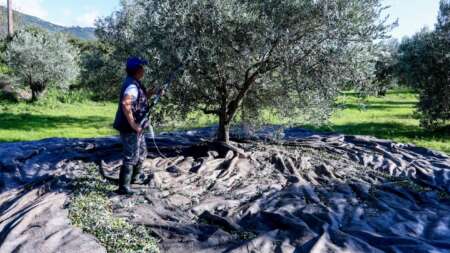 βόμβα-για-όσους-έχουν-ελιές-στην-ελλ-237385