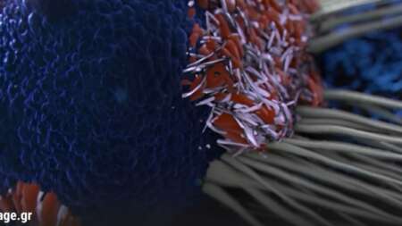 αντικαρκινικές-τροφές-που-βοηθούν-στ-234118