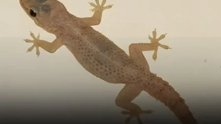 αυτό-το-πλάσμα-σε-προστατεύει-αθόρυβα-236645