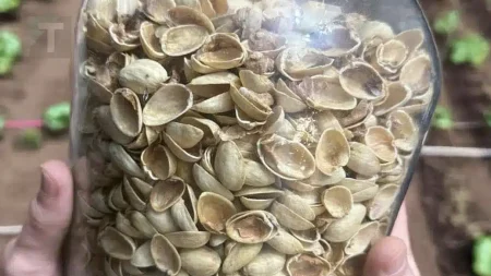 πώς-να-επαναχρησιμοποιήσετε-τα-κελύφ-236765