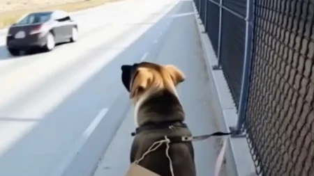 νόμιζε-πως-ήταν-απλώς-ένα-αδέσποτο-σκυ-237020