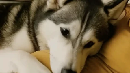 όταν-έμεινα-έγκυος-η-σκυλίτσα-μου-καθό-237315