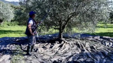 βόμβα-για-όσους-έχουν-ελιές-στην-ελλ-237482