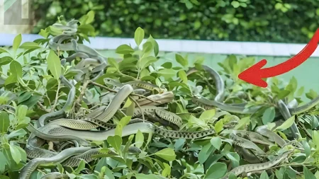 φυτά-που-δεν-πρέπει-να-φυτεύονται-γύρω-237690