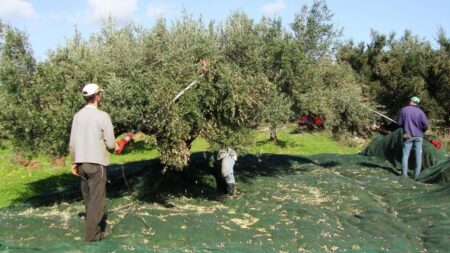 ελιές-στην-ελλάδα-ακόμη-και-αν-δεν-τις-241490