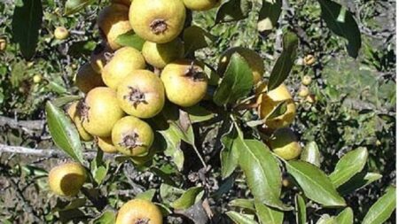 αuτό-είναι-το-ξεχασμένο-δέντρο-που-μεγά-243486