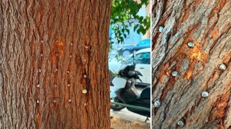 άγνωστος-κάρφωσε-20-μεγάλα-καρφιά-σε-μου-241087