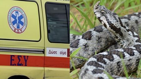οχιά-δάγκωσε-18-μηνών-βρέφος-και-τον-14χρο-250567